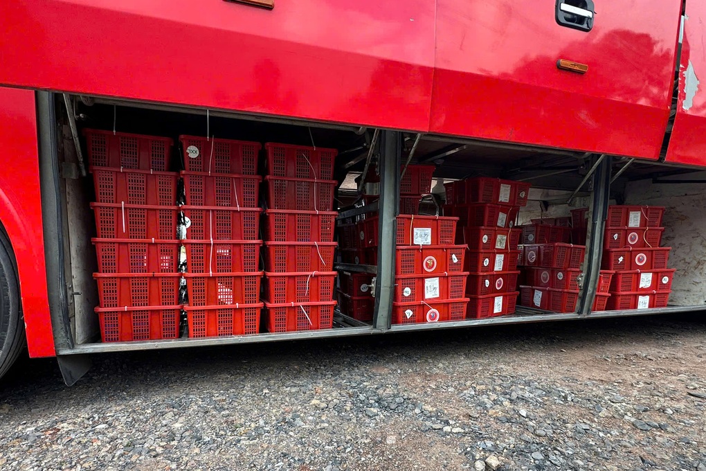 Phát hiện 676 cá thể rắn hổ mang còn sống trên xe khách - 1