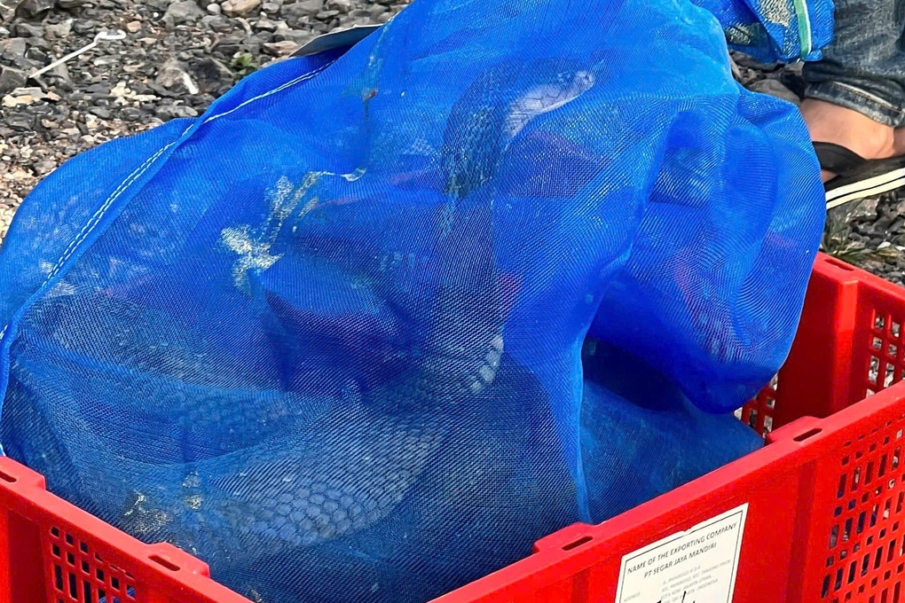 Phát hiện 676 cá thể rắn hổ mang còn sống trên xe khách - 2