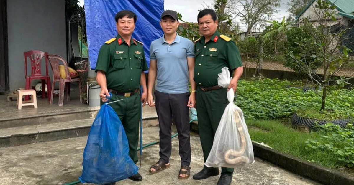 Chuyển giao 676 cá thể rắn hổ mang trong một vụ vận chuyển trái phép