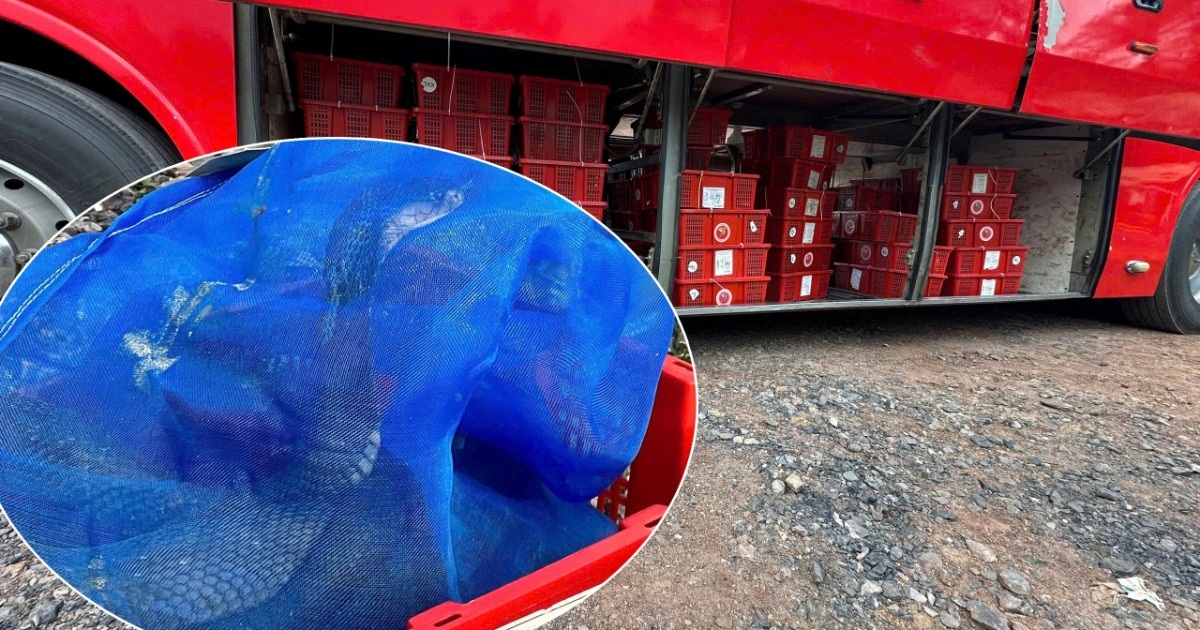 Phát hiện 676 cá thể rắn hổ mang còn sống trên xe khách