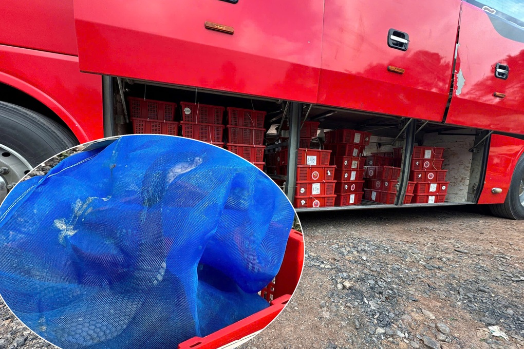 Chuyển giao 676 cá thể rắn hổ mang trong một vụ vận chuyển trái phép - 2