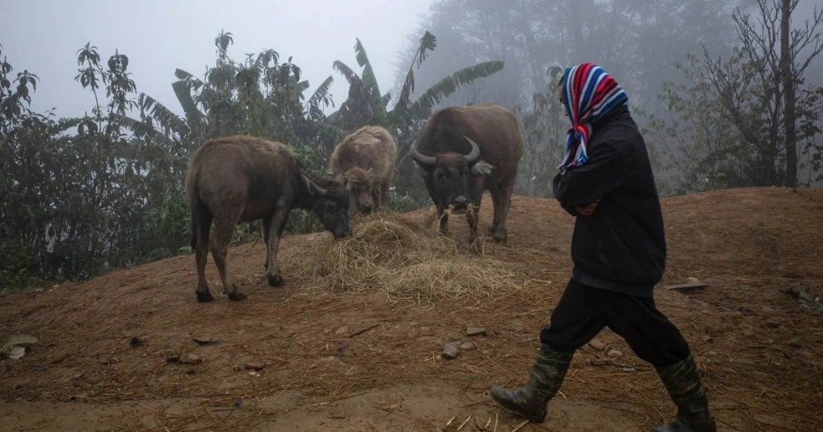 Nhiều nơi ở miền Bắc rét đậm rét hại