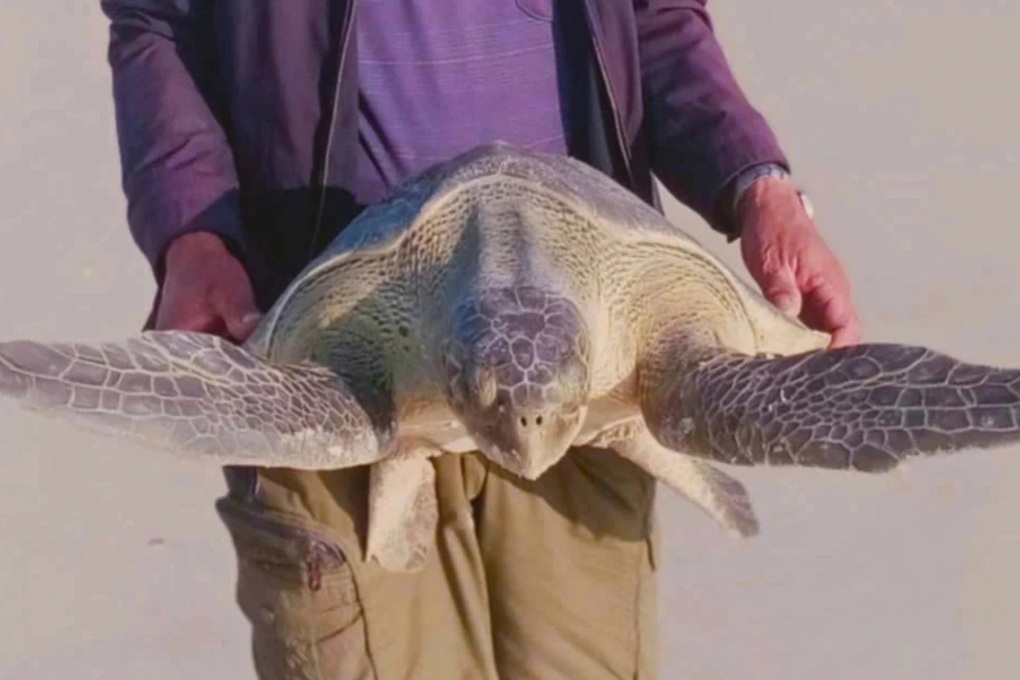Gắn mã định danh cho cá thể rùa quý hiếm vướng lưới đánh cá - 2