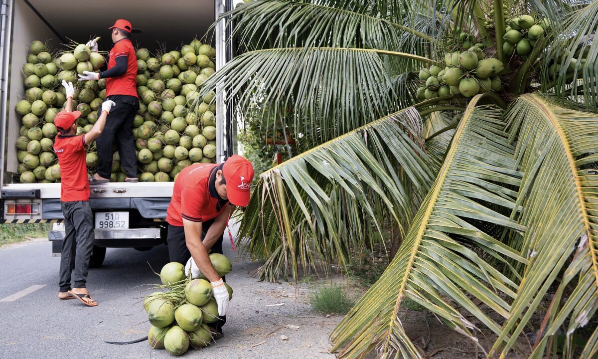 Nhập khẩu dừa, cau tăng trên 300%