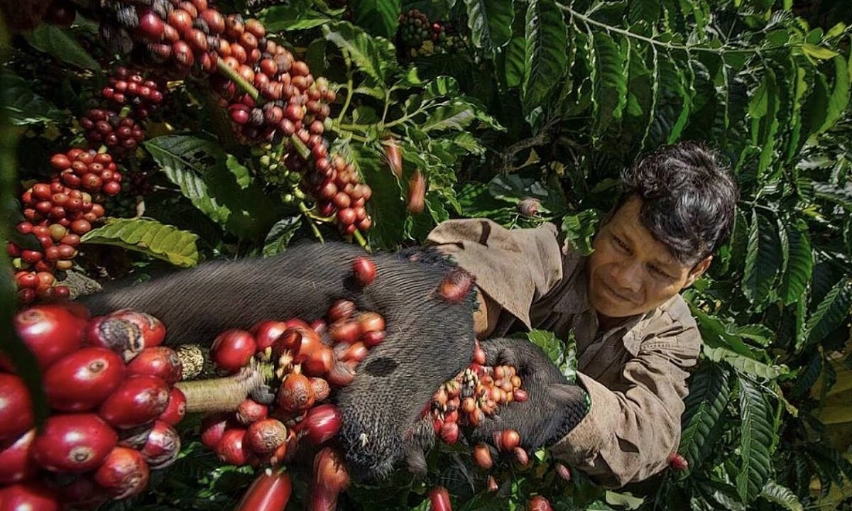 Giá cà phê trong nước giảm 9 phiên liên tiếp