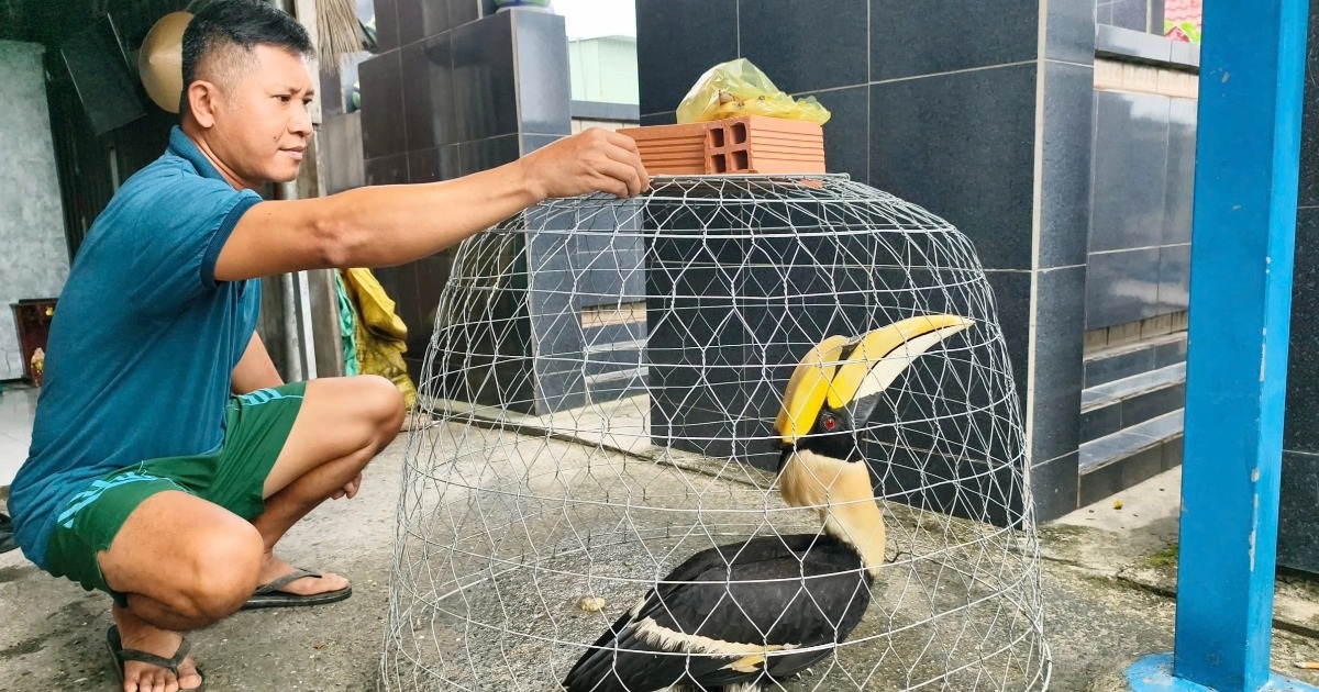 Kiểm lâm TPHCM cảnh báo rủi ro pháp lý khi nuôi nhốt chim hồng hoàng