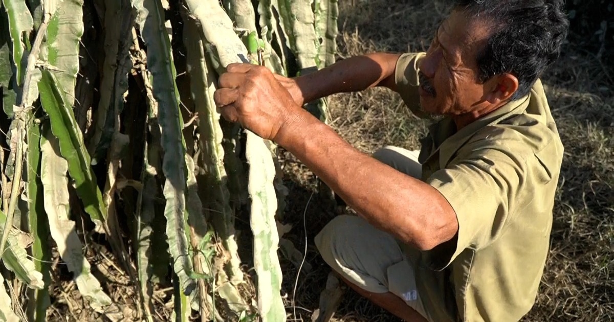 Thanh long chết rễ, nhà dân ở vùng Bình Thuận ngổn ngang sau lũ