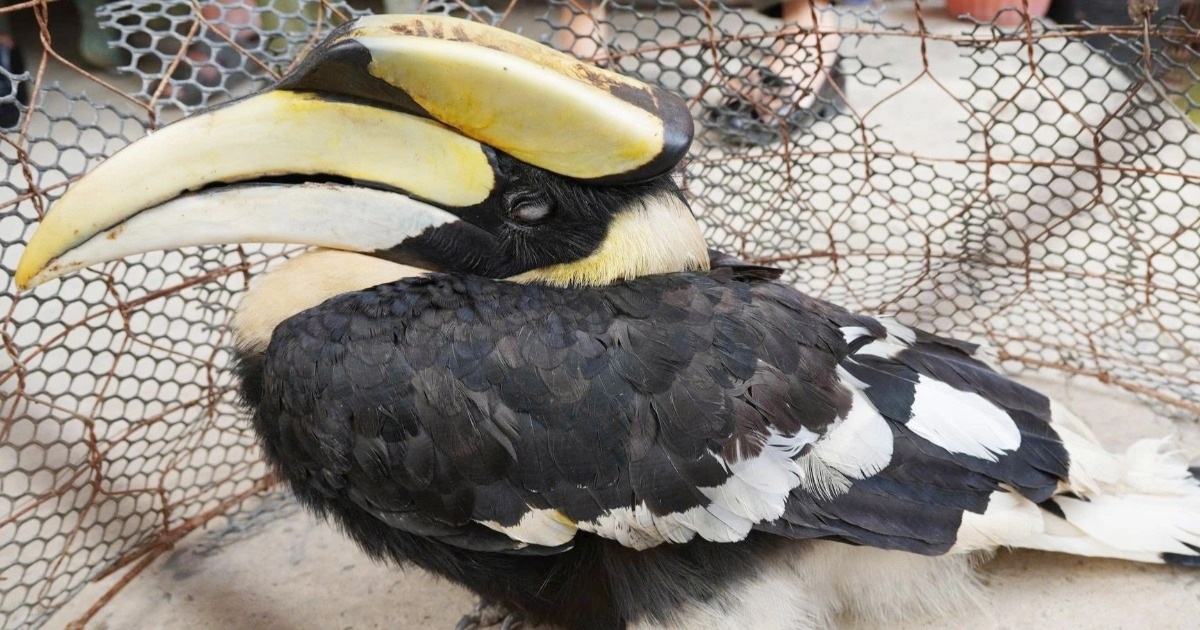 Người dân bàn giao chim hồng hoàng quý hiếm cho kiểm lâm ở Tây Ninh