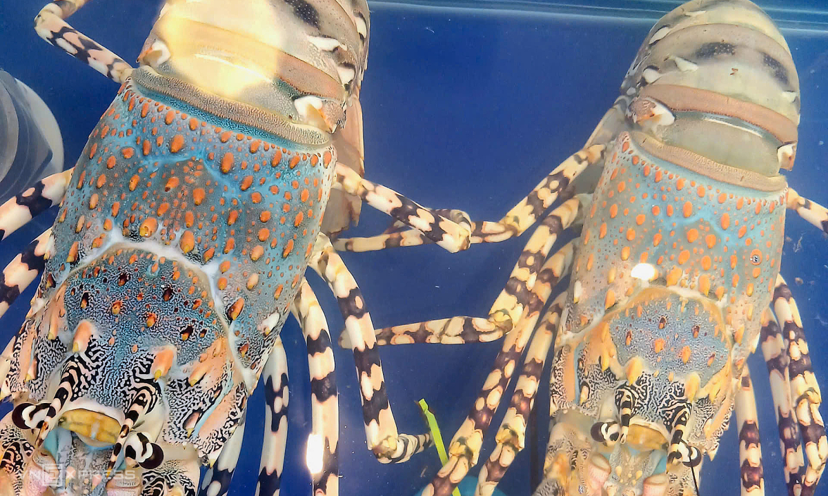 Tôm hùm bông khan hàng, giá leo thang