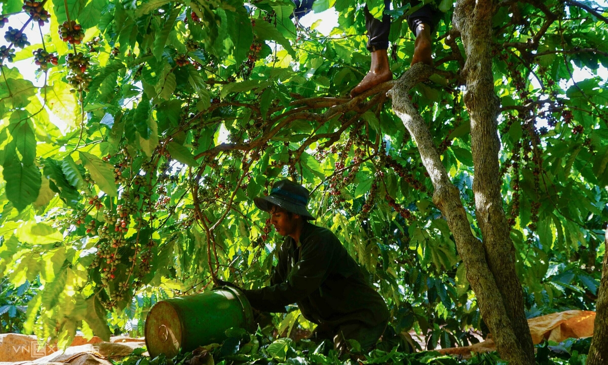 Xuất khẩu nông, lâm, thủy sản 11 tháng vượt kỷ lục năm 2024