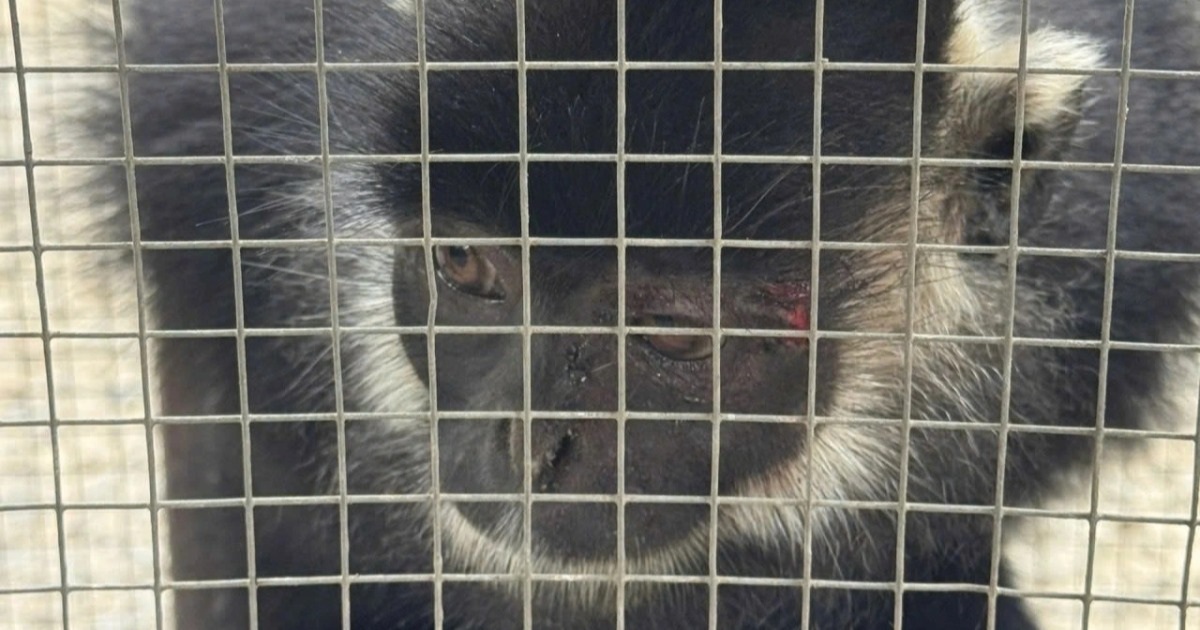 Bắt cá thể voọc quý hiếm thường xuyên vào khu dân cư