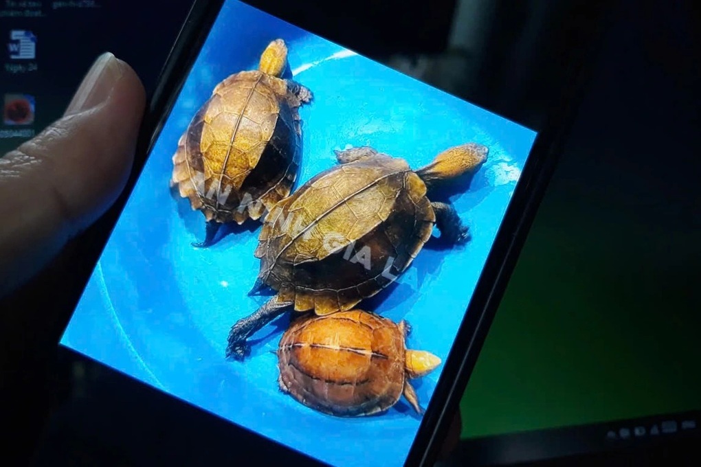 Phát hiện 12 cá thể rùa không rõ nguồn gốc tại nhà dân - 1