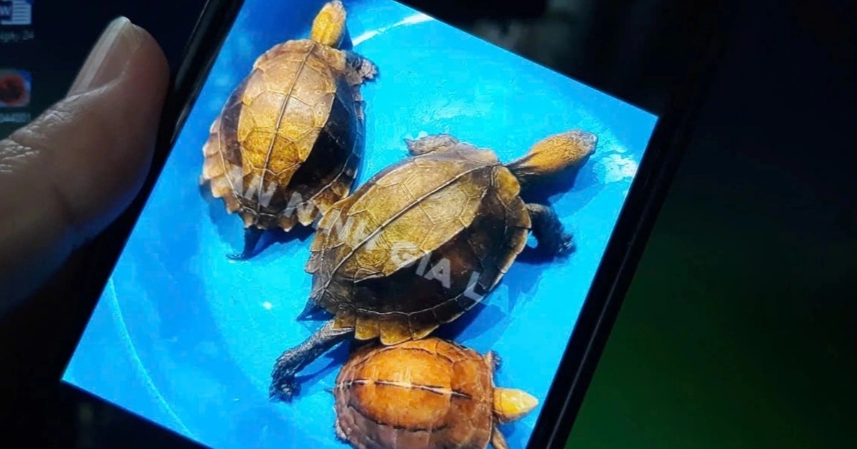 Phát hiện 12 cá thể rùa không rõ nguồn gốc tại nhà dân