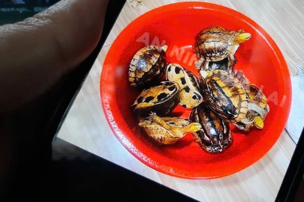 Phát hiện 12 cá thể rùa không rõ nguồn gốc tại nhà dân - 2