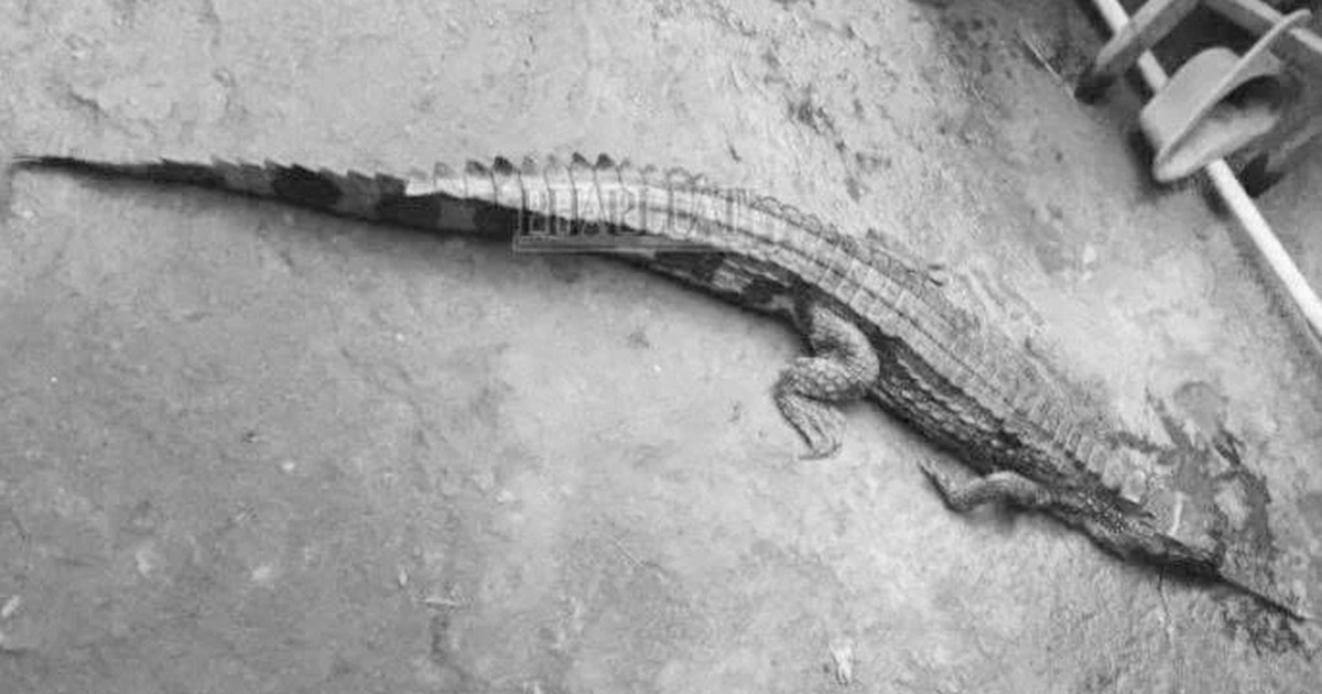 Cá sấu sổng chuồng cắn người ở Tây Ninh, chủ nuôi bị phạt 315 triệu đồng