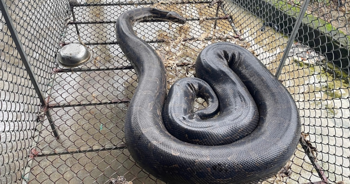 Ba con trăn đất bò vào vườn nhà dân