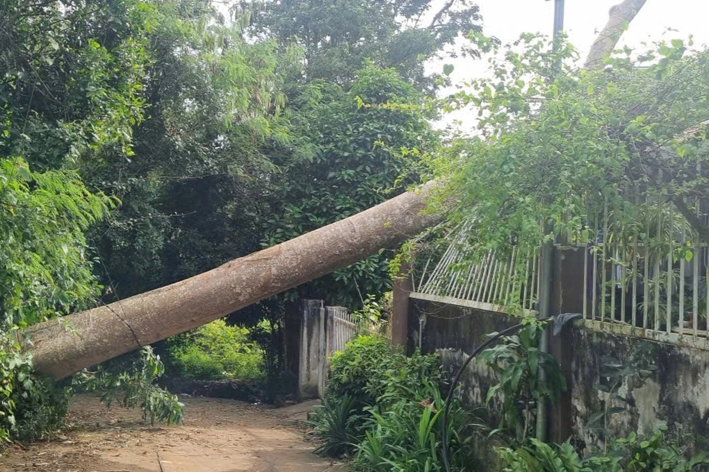 Cây cổ thụ bật gốc đè sập tường nhà dân - 1 Cây cổ thụ bật gốc đè sập tường nhà dân - 1