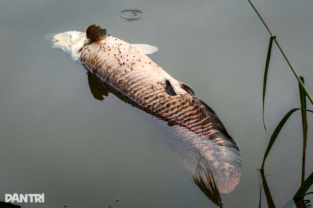 Nghi cá hải tượng Amazon chết nổi trên hồ ở Đà Nẵng - 3 Nghi cá hải tượng Amazon chết nổi trên hồ ở Đà Nẵng - 3