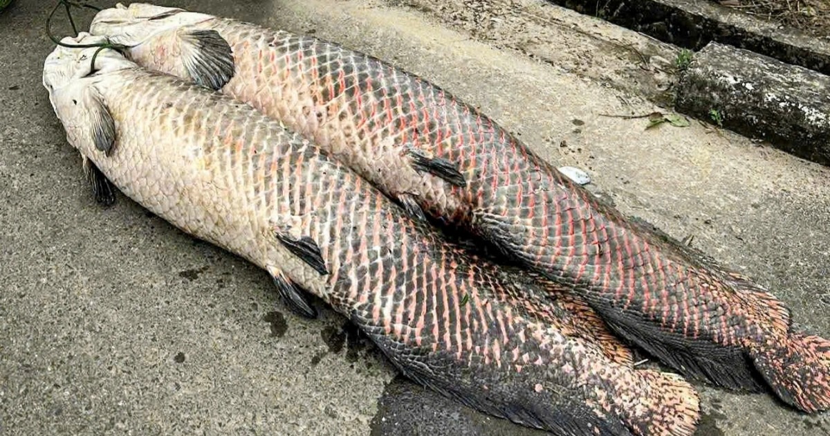 Nghi cá hải tượng Amazon chết nổi trên hồ ở Đà Nẵng