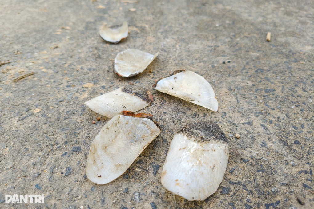 Nghi cá hải tượng Amazon chết nổi trên hồ ở Đà Nẵng - 2 Nghi cá hải tượng Amazon chết nổi trên hồ ở Đà Nẵng - 2