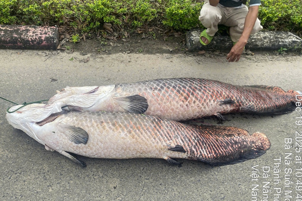Nghi cá hải tượng Amazon chết nổi trên hồ ở Đà Nẵng - 1 Nghi cá hải tượng Amazon chết nổi trên hồ ở Đà Nẵng - 1
