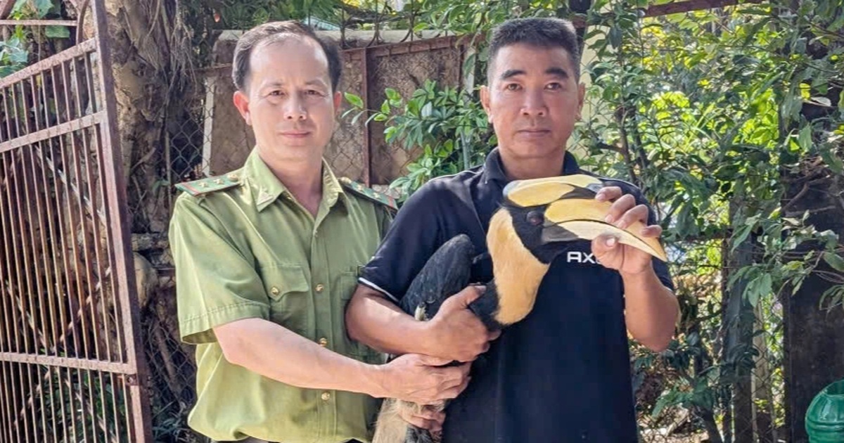 Chim hồng hoàng quý hiếm sà xuống trước mũi xe ở TPHCM