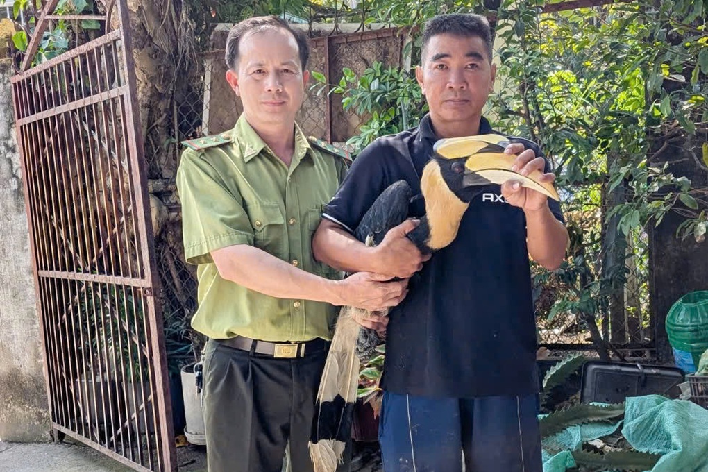 Chim hồng hoàng quý hiếm sà xuống trước mũi xe ở TPHCM - 1