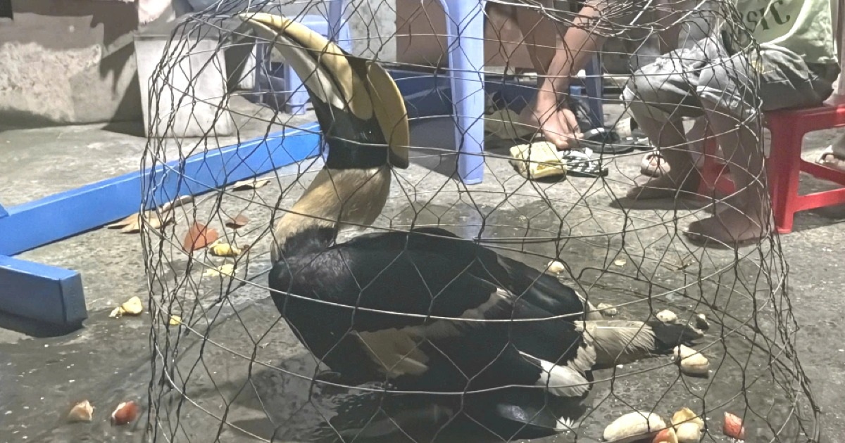 Chim hồng hoàng quý hiếm bay xuống vườn nhà dân ở TPHCM