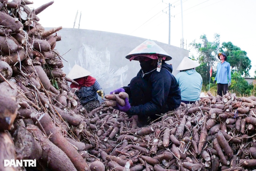Tây Ninh tạo nguồn thu ổn định, lâu dài cho người dân từ khoai mì - 1 Tây Ninh tạo nguồn thu ổn định, lâu dài cho người dân từ khoai mì - 1