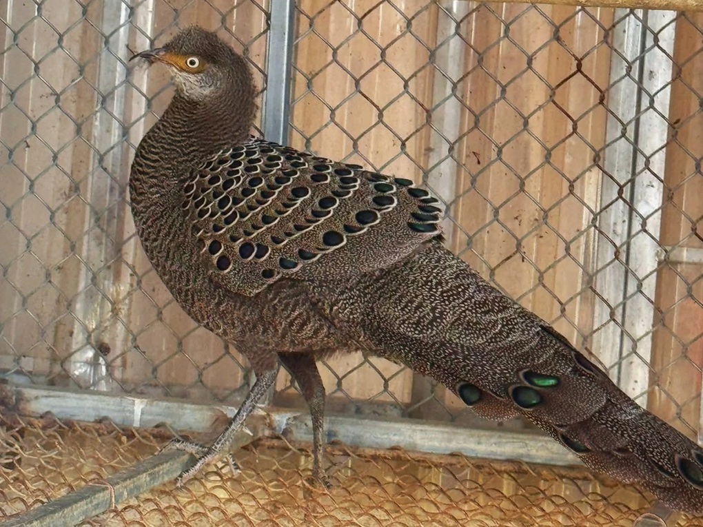 Người đàn ông giao nộp cá thể gà tiền mặt vàng - 1