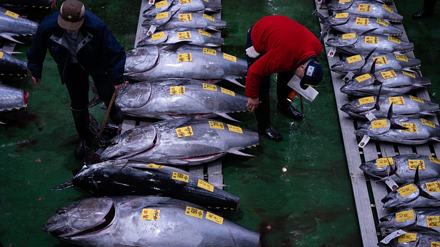 Wholesalers inspect bluefin tuna at the New Year's tuna auction at Toyosu fish market in Tokyo. 5 Jan 2026.