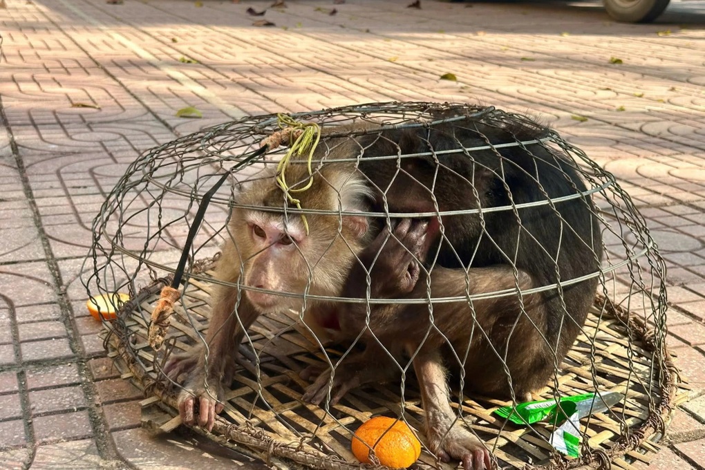 Hai con khỉ quý hiếm bị thương, ốm yếu đi lạc vào rẫy nhà dân - 1