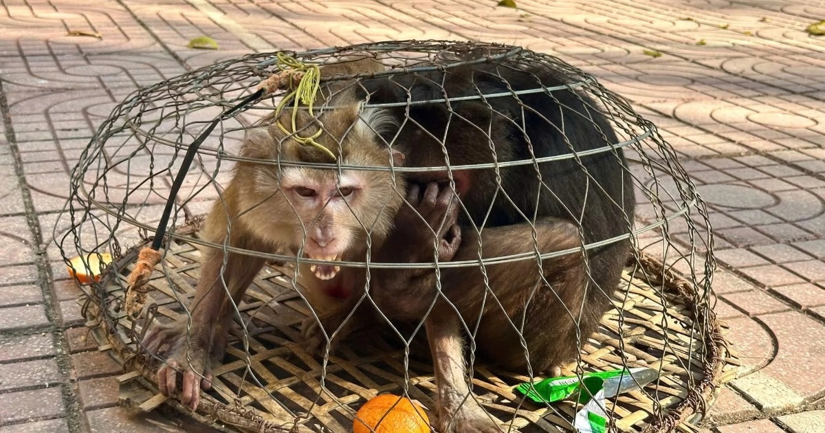 Hai con khỉ quý hiếm bị thương, ốm yếu đi lạc vào rẫy nhà dân