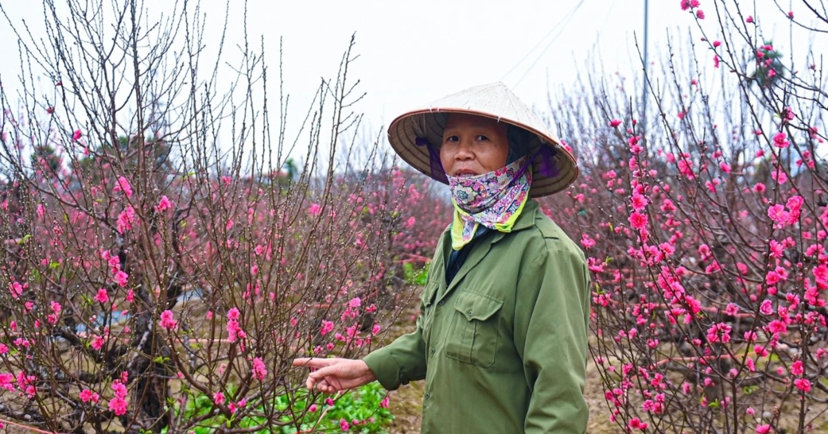 Đào Nhật Tân nở rộ sớm, nhà vườn Hà Nội “đứng ngồi không yên”