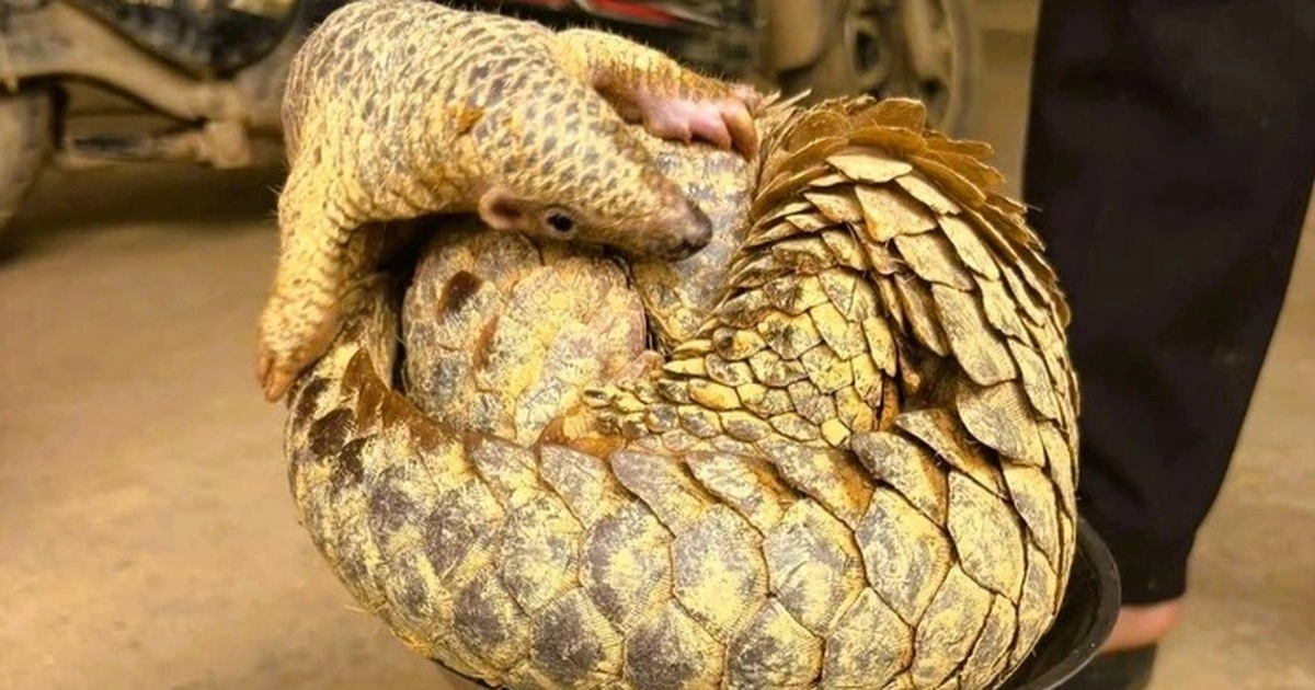 Phát hiện 2 cá thể tê tê đi lạc vào nhà dân