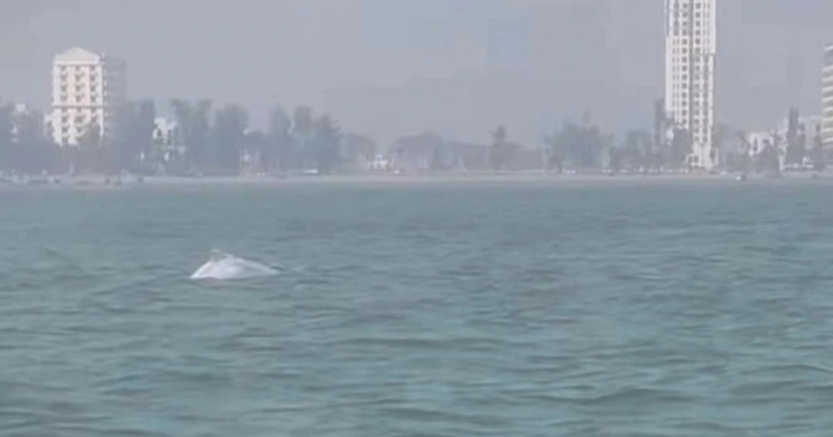 Đàn cá heo vào sát bờ biển Sầm Sơn