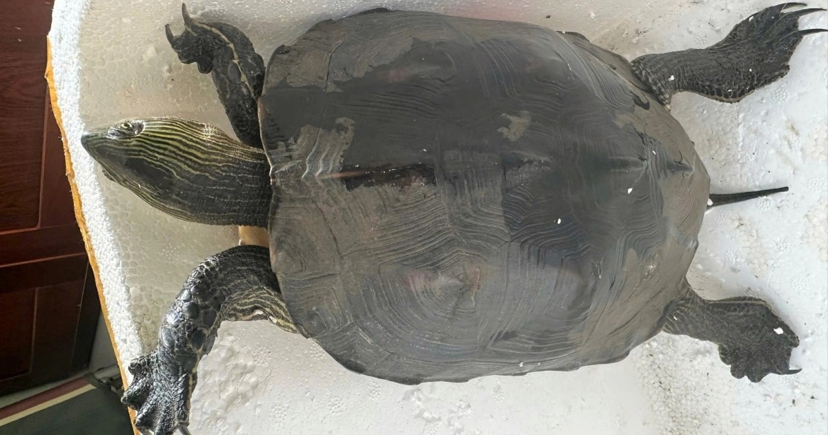 Rùa quý hiếm đi lạc vào khu vực sân bay Đà Nẵng