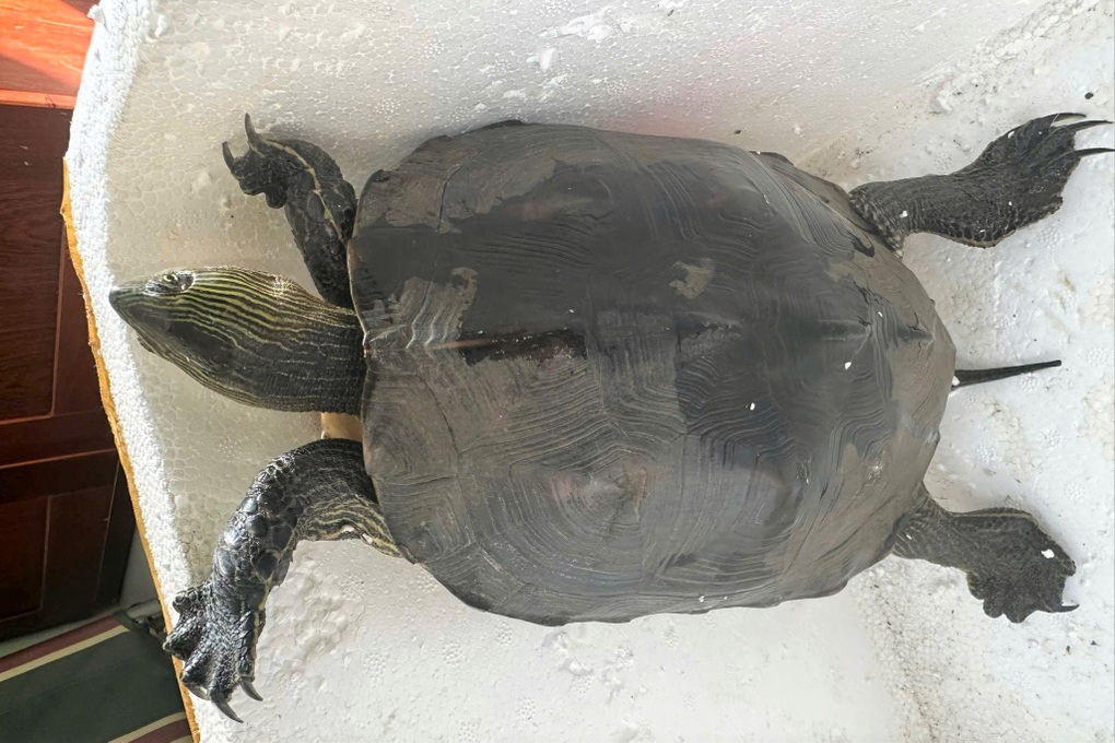 Rùa quý hiếm đi lạc vào khu vực sân bay Đà Nẵng - 1