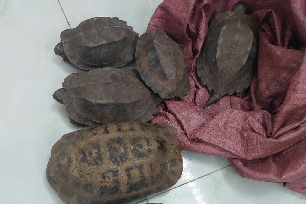 Người đàn ông phát hiện 8 cá thể rùa ở lề đường - 1 Người đàn ông phát hiện 8 cá thể rùa ở lề đường - 1