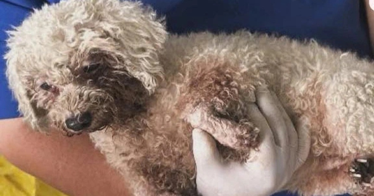 Tìm chủ của 32 thú cưng được giải cứu từ tay kẻ trộm ở TPHCM