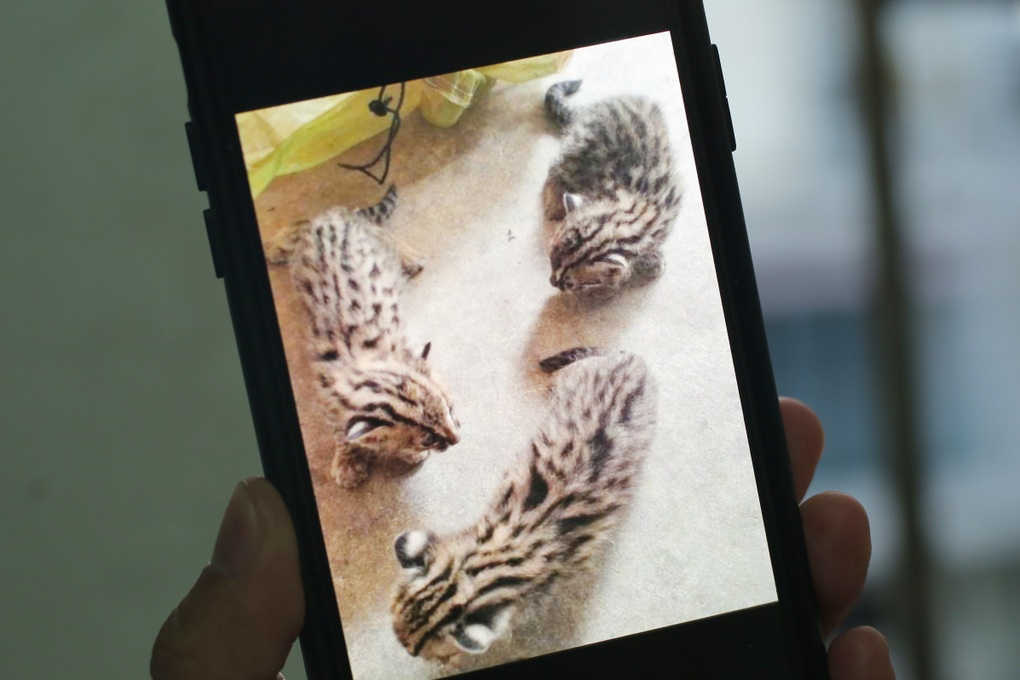 Phát hiện 3 con mèo rừng quý hiếm ở Tây Ninh - 1