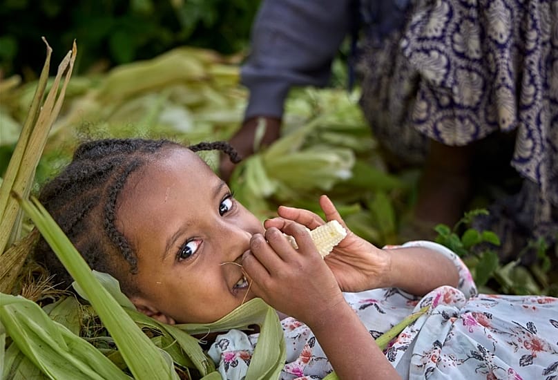 A little girl waits for her parents in a cornfield