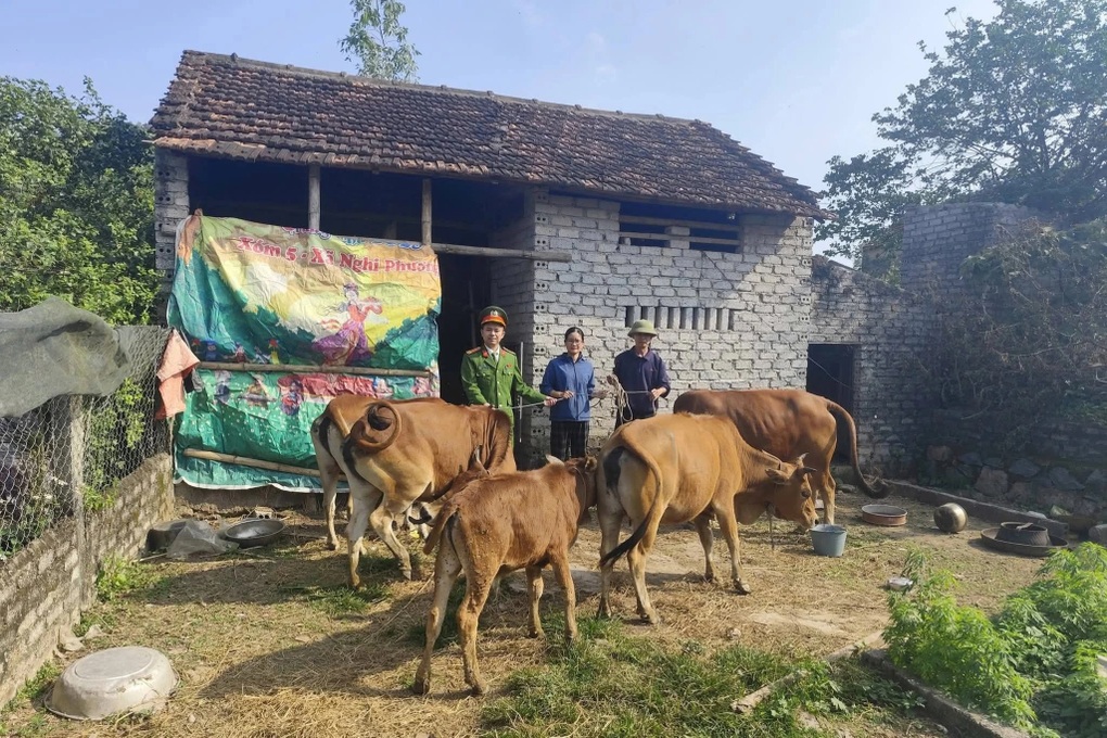 Người đàn ông rơi nước mắt nhận lại đàn bò đi lạc suốt 6 ngày - 1