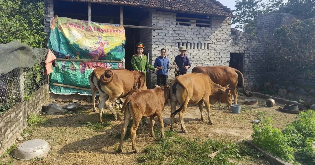 Người đàn ông rơi nước mắt nhận lại đàn bò đi lạc suốt 6 ngày