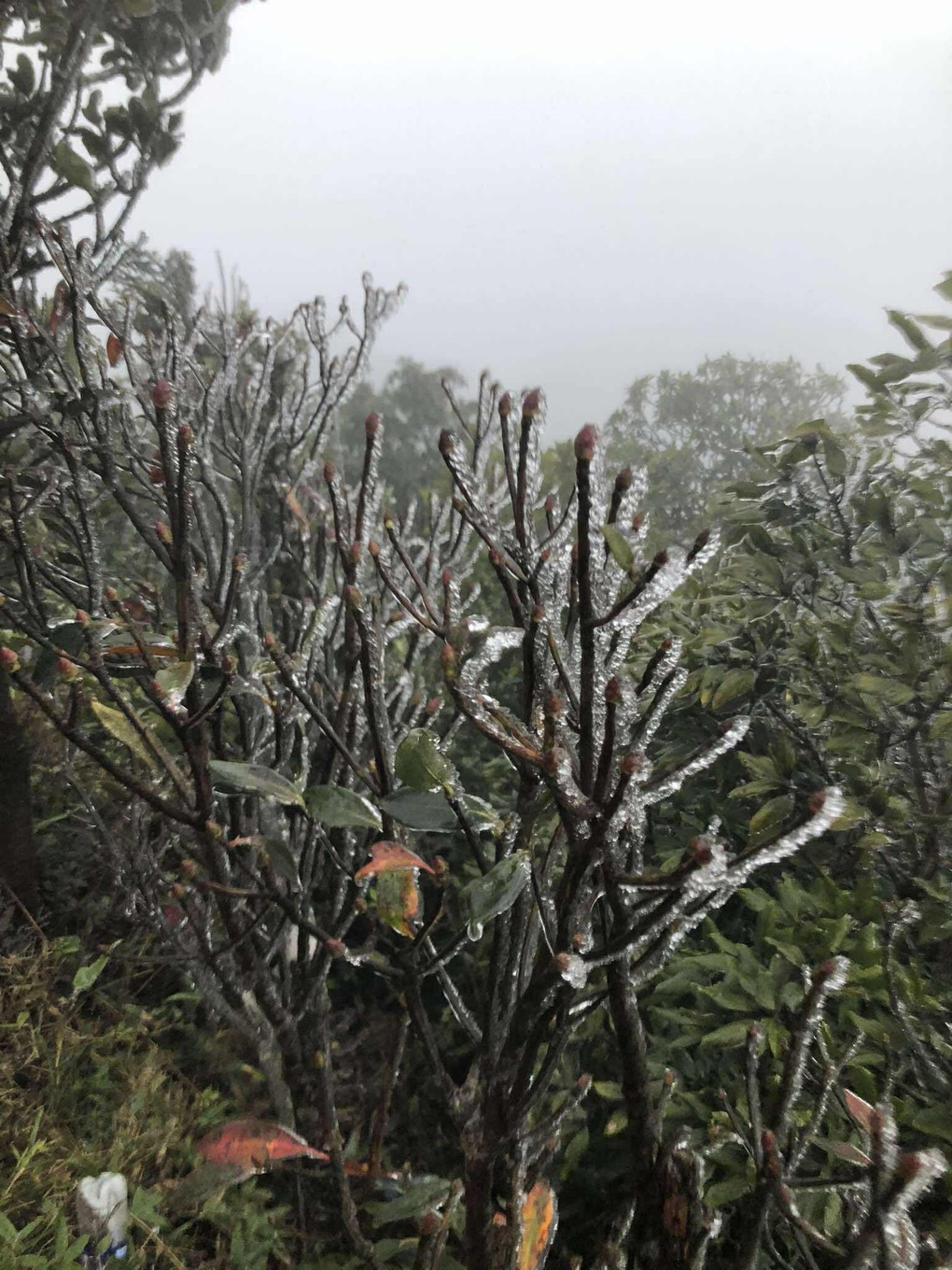 Băng giá xuất hiện trên đỉnh Mẫu Sơn - 2