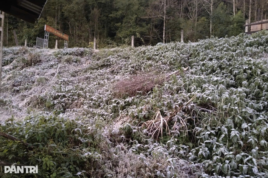 Miền Tây Nghệ An -5 độ C, băng giá phủ trắng núi rừng - 3