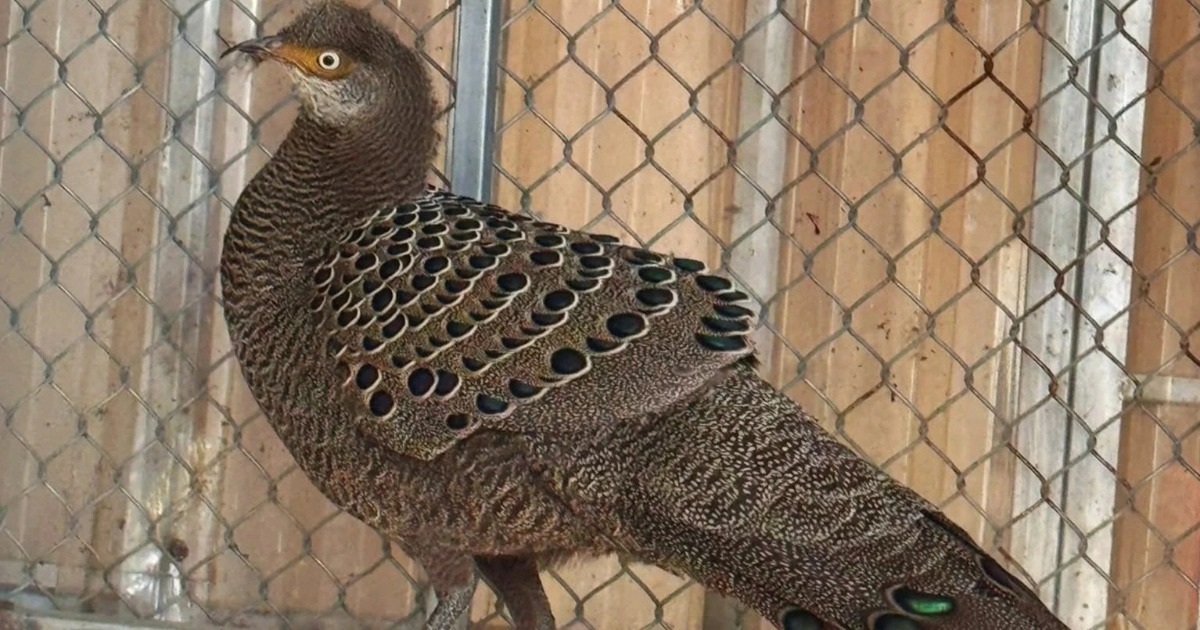 Người đàn ông giao nộp cá thể gà tiền mặt vàng