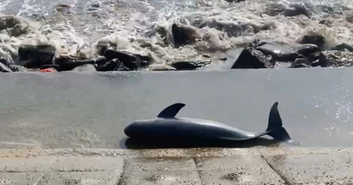 Xác cá voi dạt vào bờ biển Quảng Trị