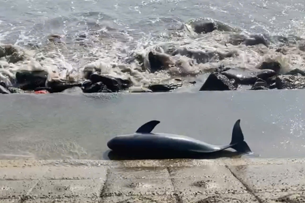 Xác cá voi dạt vào bờ biển Quảng Trị - 1