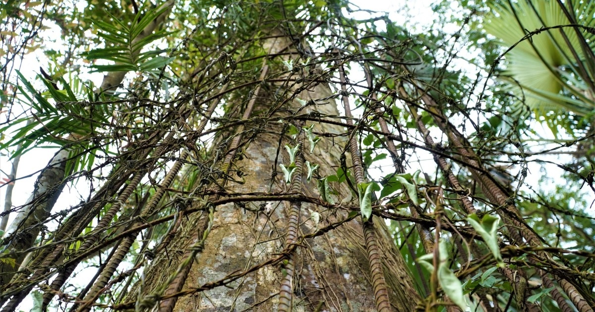 “Báu vật trầm tổ” có tuổi đời hơn 5 thế kỷ